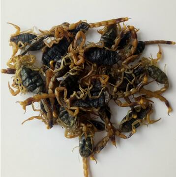 批发动物原药材 蝎子 清水全蝎 全虫 各种规格 药食两用图3