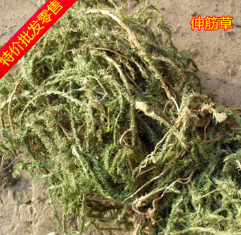 批发伸筋草专业批发舒筋草/龙须草//产地直销/保证正品/假一赔百图3