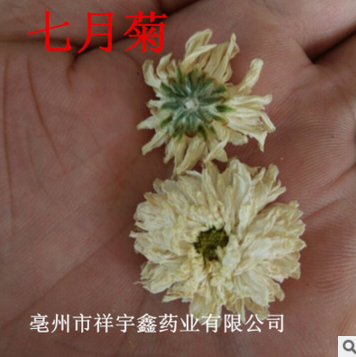 批发供应花草茶 黄山特产贡菊花 太阳花 菊花茶 白菊花 量大从优图2