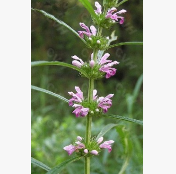 益母草提取物motherwort extract herba leonuri图1