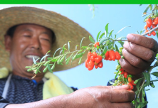 厂家批发 达杞缘枸杞养生特优级枸杞子包邮250g包装产地货源特产图2