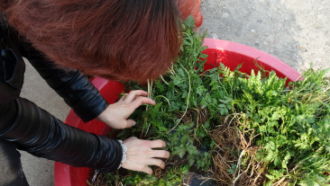 批发优质野生一朵云，又名华东阳地蕨小春花