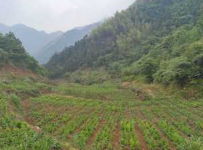 无硫浙白术基地直发传统产区道地药材甘温健脾强胃除湿兼祛痰痞图2