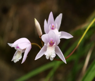 白芨提取物 收敛止血，消肿生肌 白芨水提比例提取物图2