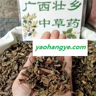 广西壮乡中草药 野生 猫须草 肾茶 化石草 腰只草 肾草 产地 广西柳州图1