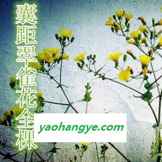 问心堂药业供应冷背奇中药囊距翠雀花治流感、皮肤痒疹及蛇咬伤图1