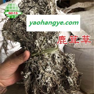 鹿茸草 野生 白毛鹿茸草 产地 内蒙古自治区 买好药找娟子图1