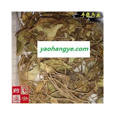 平安药业 兔儿风  金边兔耳 一把伞 南天扇 伞把草 贴骨伞 破阳伞 铁凉伞 雨伞草 雨伞菜 龙头七