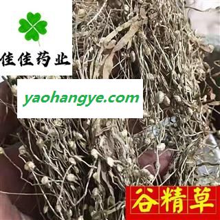 谷精草 好统 产地 湖南省 正品 新货 供应各类中药材 冷背货 矿石等图1