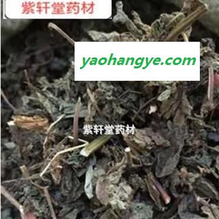 苏叶 紫苏叶  紫苏叶 产地直销发货前过筛干净 产地 山东省图1