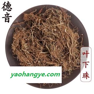 【满包邮】叶下珠 统 1000g 别称 一叶荻 叶屈珠、小粒蒿、花扫条、马扫帚牙、小孩拳 产地 四川省图1