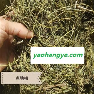 圣草康园点地梅  新货喉咙草 佛顶珠 白花草 清明花 天星花 铜钱草图1