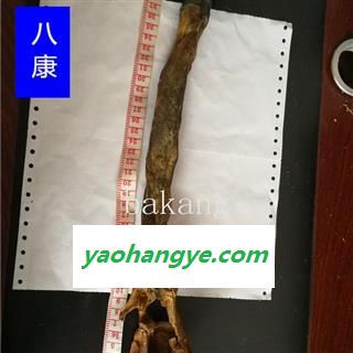 驴鞭 长约45cm 重约130克图1