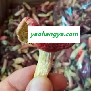 安祁名药食用菌蘑菇图1