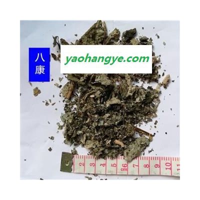 紫珠叶 01统