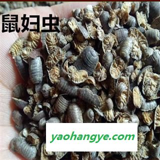 圣草康园鼠妇虫 潮虫 地虱货干 干净图1