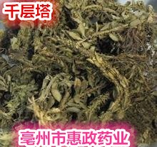 批零养生中药材大叶千层塔小叶千层塔蛇交子毛青杠虱子草特惠散装图2